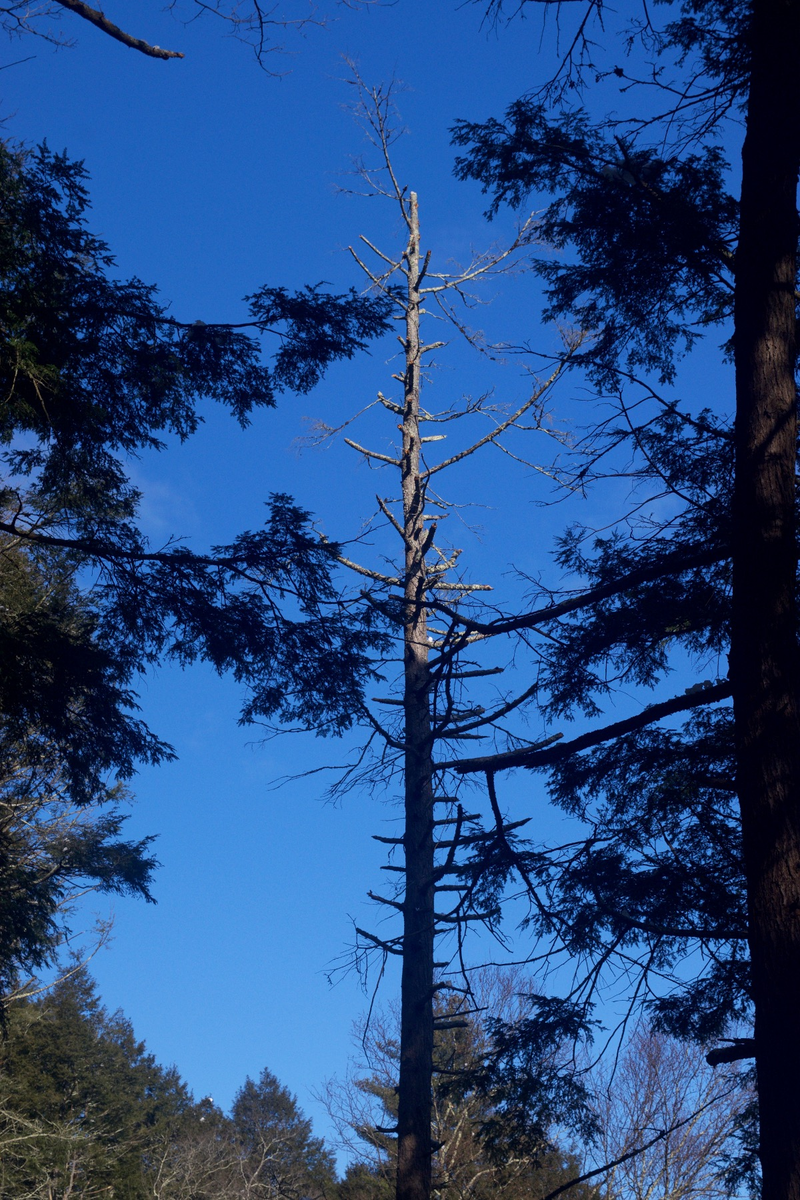 Illustration for article titled Wooly Adelgid vs. Eastern Hemlock